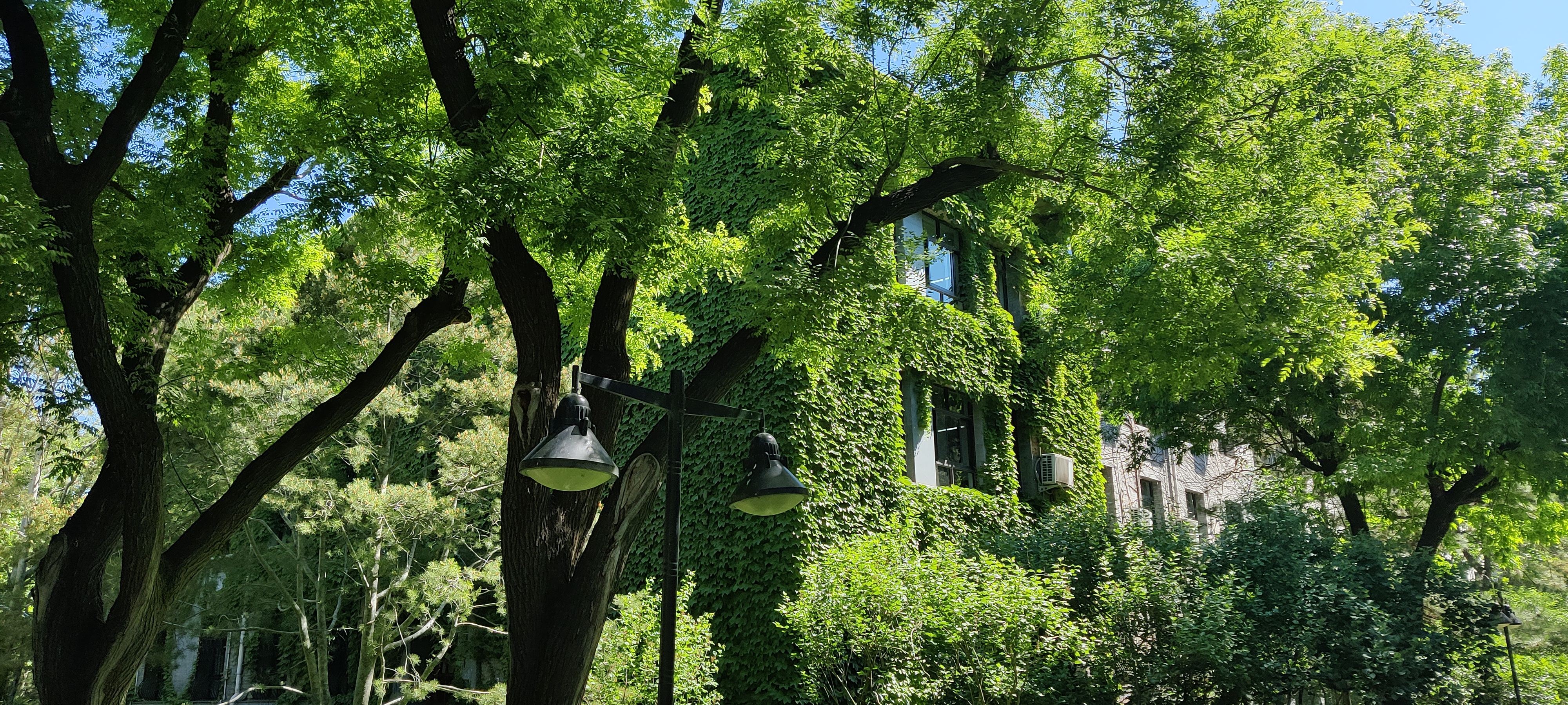 BNU Summer Scenery 师大夏景